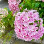 梅雨の楽しみ　あじさい②　紫陽花　花言葉