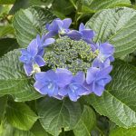 梅雨の楽しみ　あじさい①
