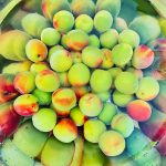 2024年梅①　6/11〜6/14